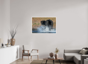 Tsunami, Elephant