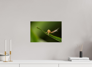 Plumes, Planthopper Nymph