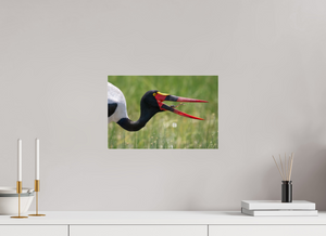 Frog Legs, Saddle-billed Stork