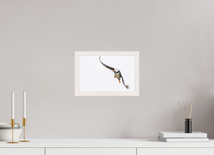 The Provider, Tufted Puffin