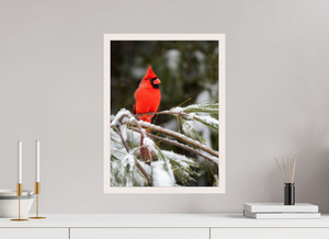 Scarlet Decor, Cardinal