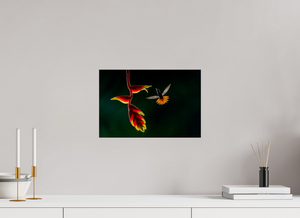 Inferno, Rufous-tailed Hummingbird