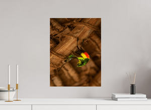 Color Balance, Sunbird