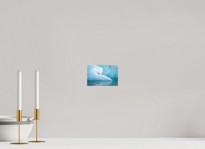 Frozen Eider, Iceland