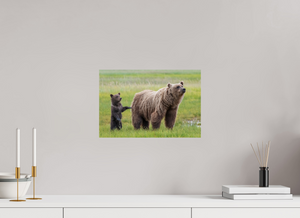 Maternal Instinct, Alaskan Coastal Brown Bear