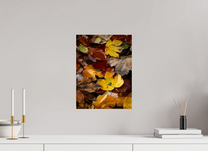 Leaf Litter, Croatia