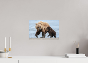 Playful Invitation, Alaskan Coastal Brown Bear
