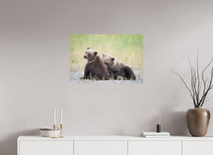 Observation, Alaskan Brown Bear Cubs
