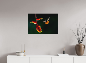 Inferno, Rufous-tailed Hummingbird