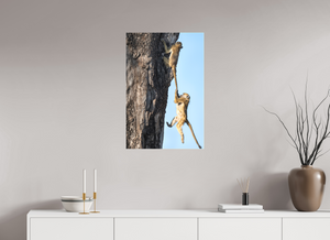 King of the Swingers, Baboon