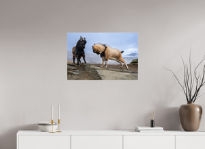 Billy Goat's Gruff, New Zealand