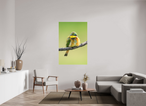 Avian Acrobat, Little Bee Eater