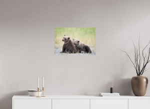 Observation, Alaskan Brown Bear Cubs