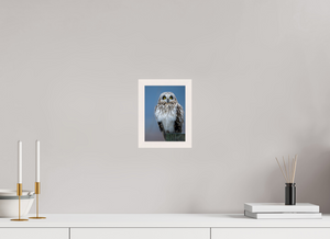 Intensity, Short-eared Owl