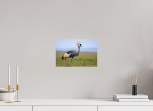 Strictly Formal, Crowned Crane