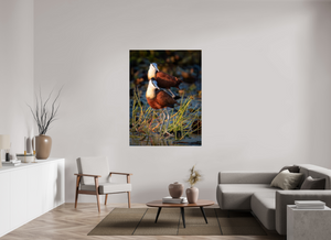 Signs of Spring, African Jacana