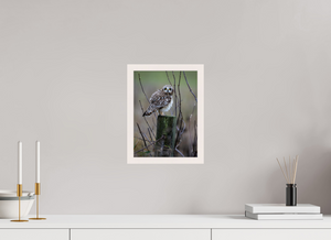 Butcher Block, Short Eared Owl