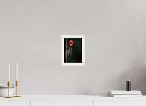 Dissatisfaction, Pale-billed Woodpecker