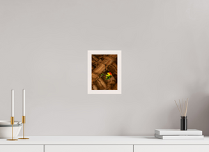 Color Balance, Sunbird