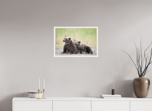Observation, Alaskan Brown Bear Cubs