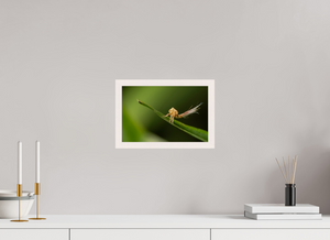 Plumes, Planthopper Nymph