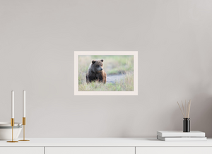 Wonder World, Alaskan Coastal Brown Bear Cub