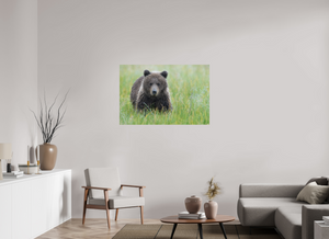 Teddy Bear Shower, Alaskan Brown Bear Cub
