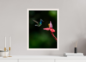 Beauty in Motion, White-Necked Jacobin