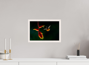 Inferno, Rufous-tailed Hummingbird