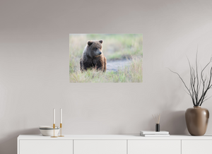 Wonder World, Alaskan Coastal Brown Bear Cub