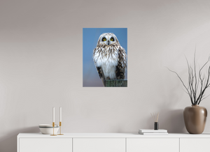 Intensity, Short-eared Owl