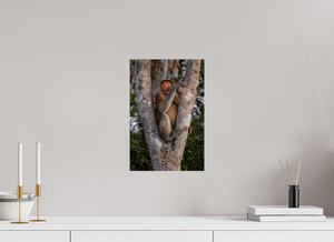Seat of Honor, Proboscis Monkey
