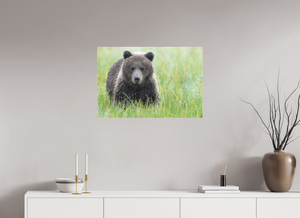 Teddy Bear Shower, Alaskan Brown Bear Cub
