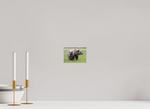 On Alert, Alaskan Coastal Brown Bear