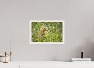 Treetop Lullaby, Proboscis Monkey