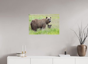 Limited Visibility, Alaskan Coastal Brown Bear