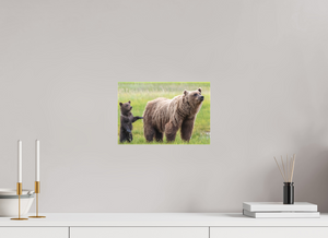 Maternal Instinct, Alaskan Coastal Brown Bear