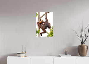 Panic Mode, Orangutan