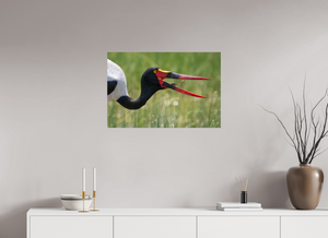 Frog Legs, Saddle-billed Stork