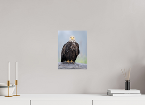 Bad Hair Day, Bald Eagle