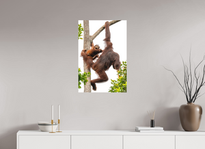 Panic Mode, Orangutan