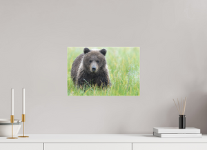 Teddy Bear Shower, Alaskan Brown Bear Cub
