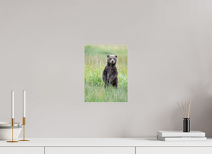 Innocence, Alaskan Coastal Brown Bear Cub