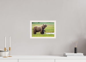 Standing Tall, Alaskan Coastal Brown Bear