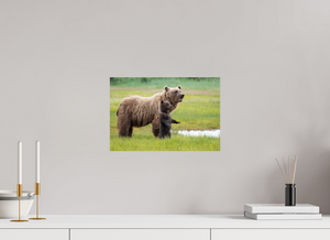 Standing Tall, Alaskan Coastal Brown Bear
