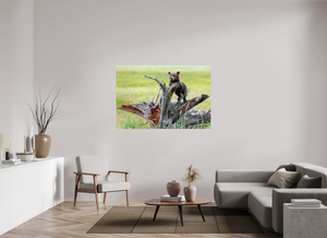 Branching Out, Alaskan Coastal Brown Bear Cub