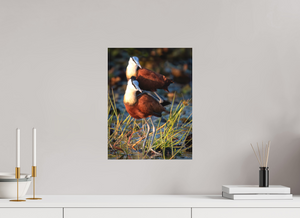 Signs of Spring, African Jacana