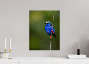 Scarlet Stockings, Red-legged Honeycreeper