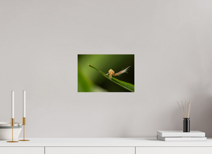 Plumes, Planthopper Nymph