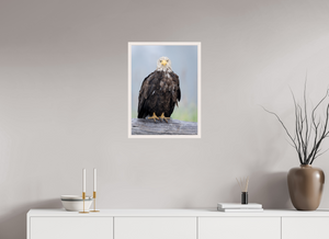 Bad Hair Day, Bald Eagle